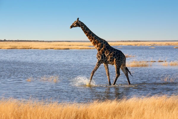 Giraffe (Giraffa camelopardalis) - Namibia