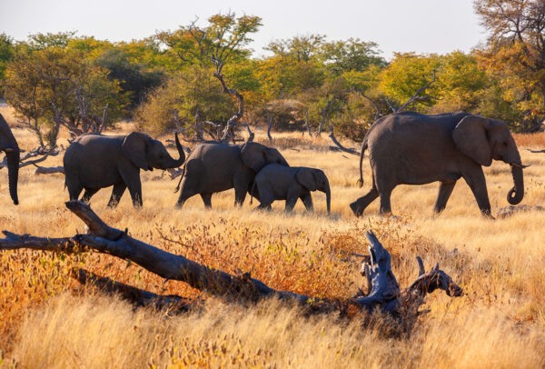 African Elephants - Etosha - Namibia