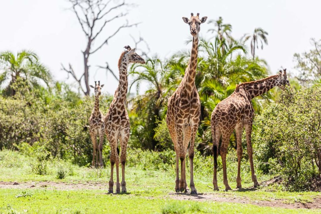 Giraffenfamilie in Tansania