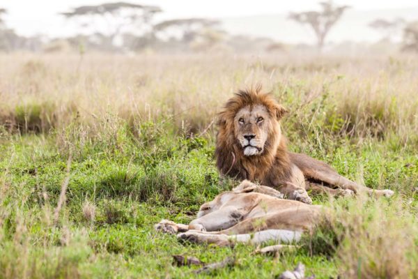 Fotosafari - TravelLife - Löwenpaar in Tansania