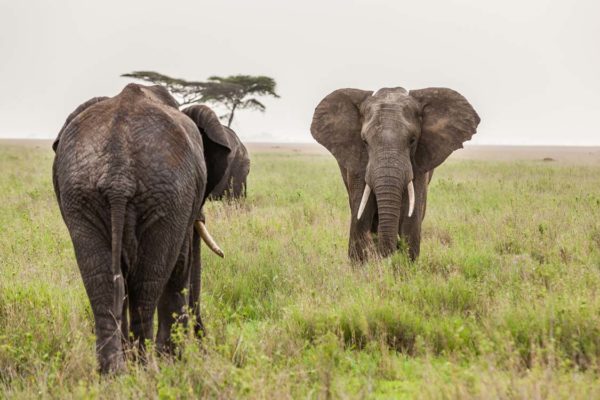 Zwei Elefantenn in der Zentral Serengeti
