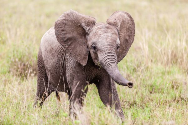 Junger Elefant am spielen