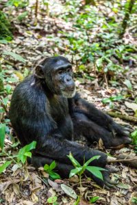 Schimpanse im Kibale National Park Uganda