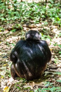 Schimpanse im Urwald / Kibale National Park Uganda