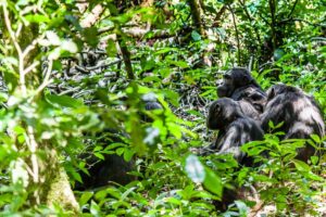 Schimpansen-Tracking Uganda