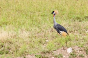 Kronenkranich - Nationalvogel Ugandas