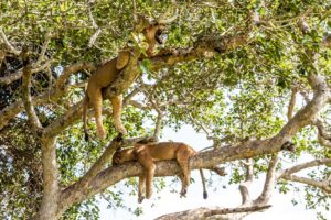 Baumlöwen im Queen Elizabeth National Park Uganda