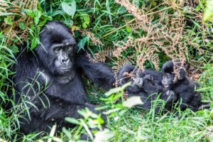 Gorilla Familie / Bwindi Impenetrable National Park