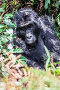 Gorilla im Bwindi Impenetrable National Park