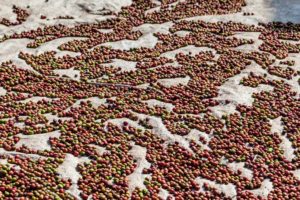 Uganda Kaffeebohnen nach der Ernte