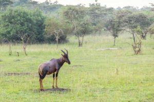 Topi Antilope im Lake Mburo Nationalpark