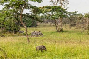 afrikanische Savannenlandschaft Uganda