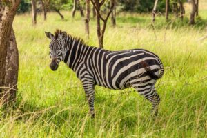 Zebra im Lake Mburo National Park