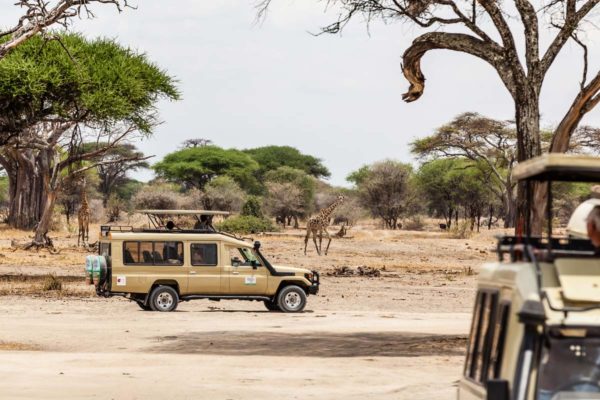 Beobachtung von Giraffen im Tarangire Nationalpark Tansania