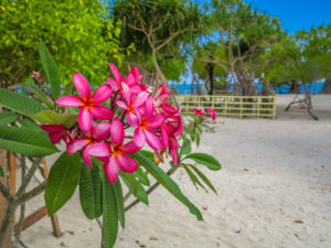 Blume in Philippinen