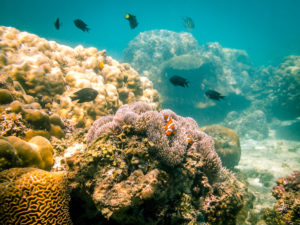 Unterwasserwelt Philippinen