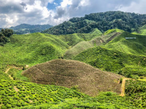 Malaysia Cameron Highlands