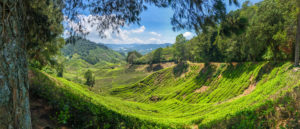 Malaysia Cameron Highlands Tea