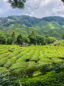 Malaysia Cameron Highlands Tea