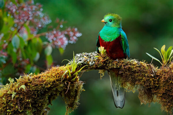 Costa Rica - Los Quetzales