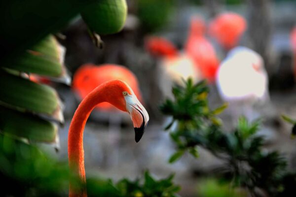 Kuba Flamingo Cayo Coco