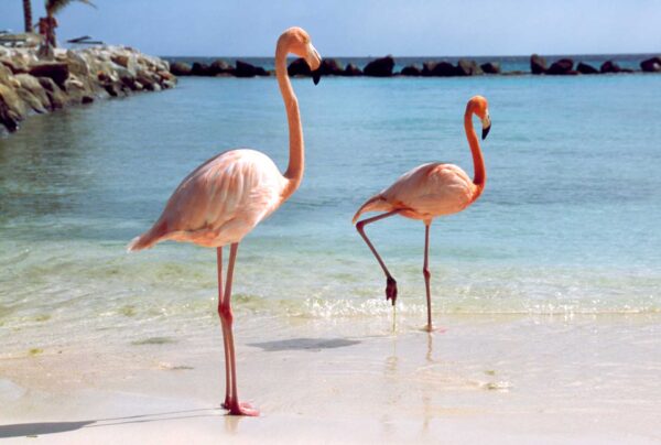 Reisetipps - Aruba Insel Karibik Flamingos Beach