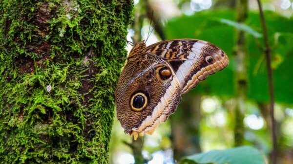 Costa Rica Arenal Volcano Hike Butterfly