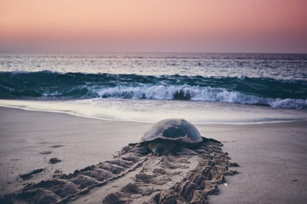 Oman Rundreise Schildkrötenreise