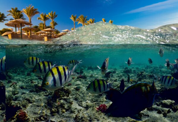 Underwater Scene With Reef And Tropical Fish