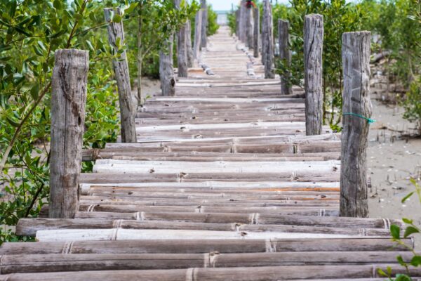 Karibik ABC-Inseln Bonaire Mangrovenwaelder