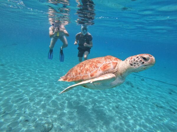 Karibik ABC-Inseln Curacao Schildkröten