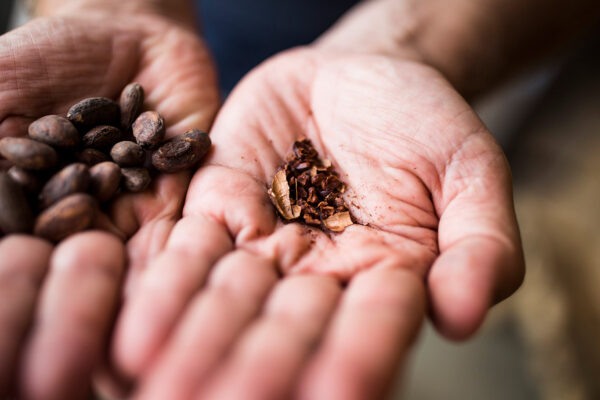 High angle close up hand holding crushed, roasted cocoa bean.