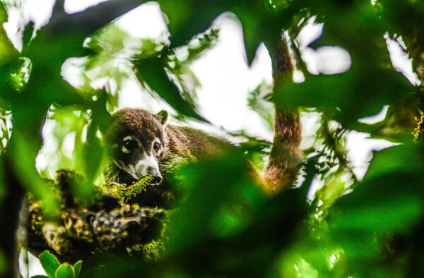 Costa Rica Monteverde Cloud Forest Lodge Coati