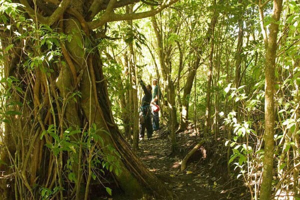 Costa Rica Monteverde Cloud Forest Lodge Trails