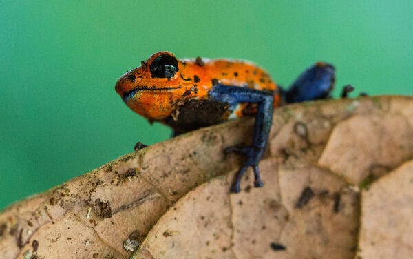 La Quinta De Sarapiqui Blue Jeans Poison Dart Frog