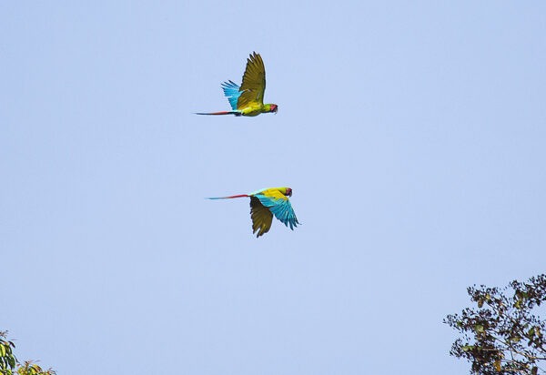 La Quinta De Sarapiqui Green Macaw 3